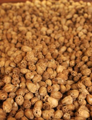 sese Gundelia Seeds No2